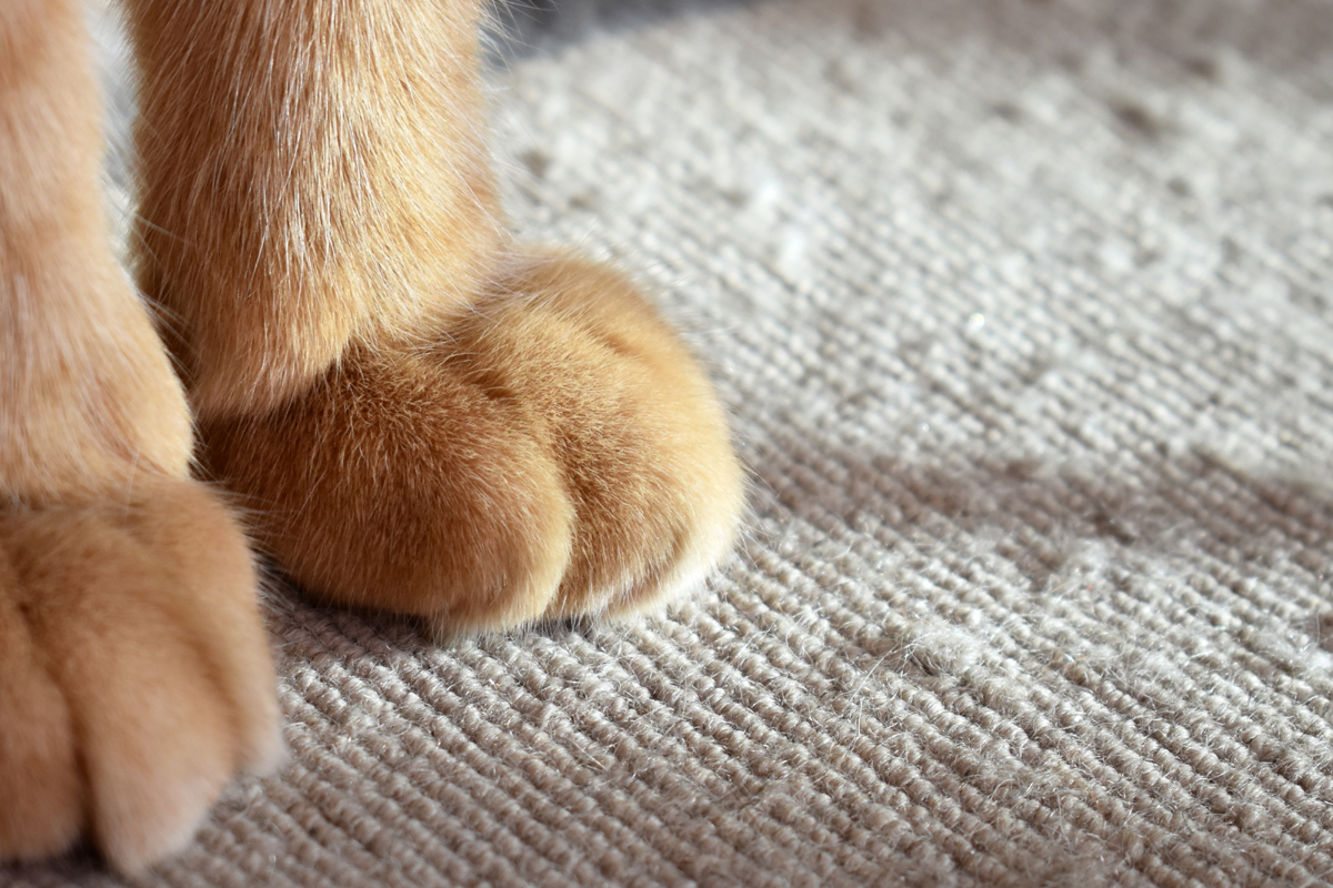 Pootjes van huisdier op tapijt als bescherming voor parket tegen krassen